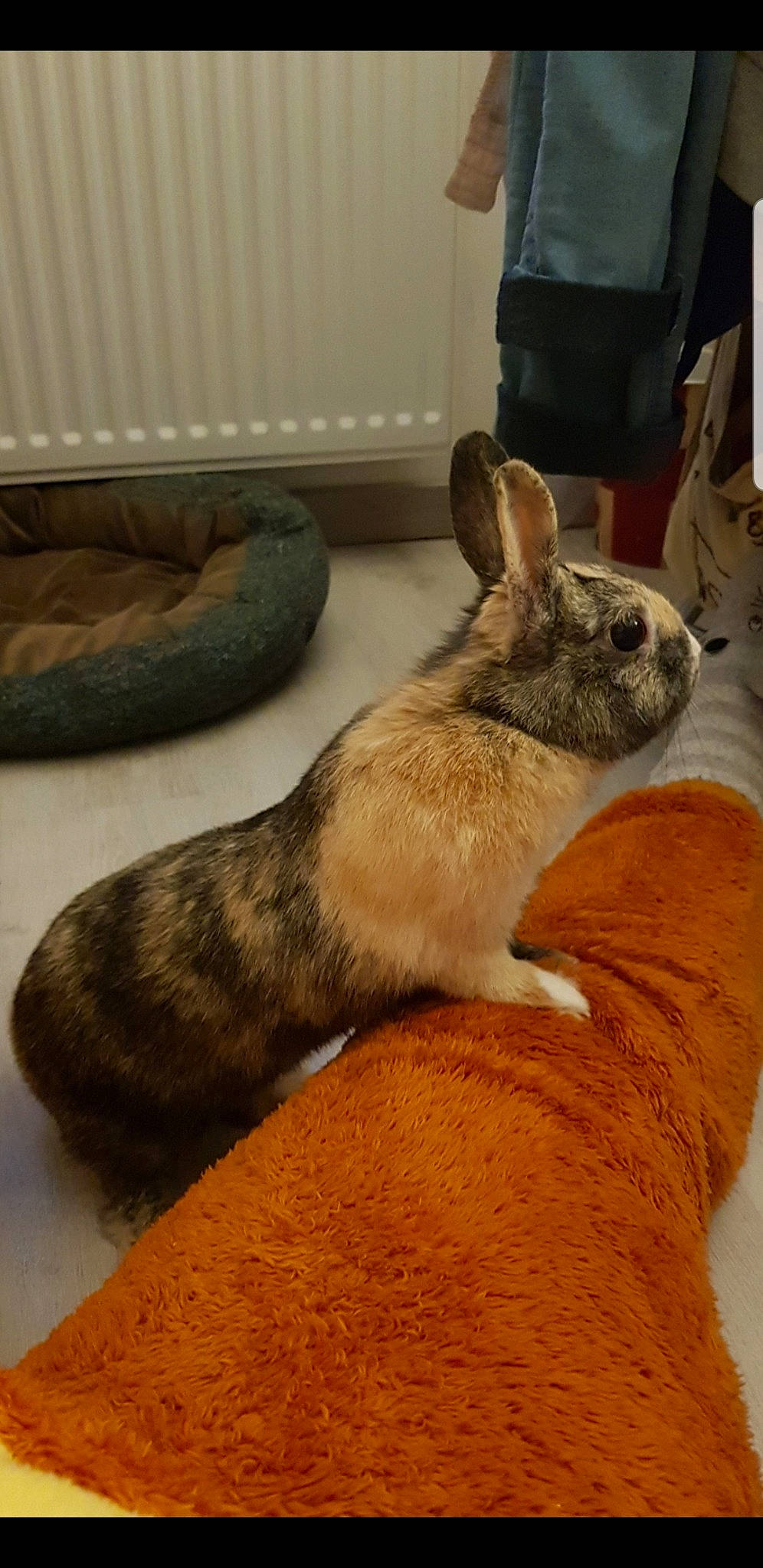 Praline a rejoint le concours — aidez-le/la à gagner de superbes lots ! domestic_rabbit, ear, fawn, hare, mammal, rabbit, rabbits_and_hares, snout, vertebrate, whiskers, wood_rabbit