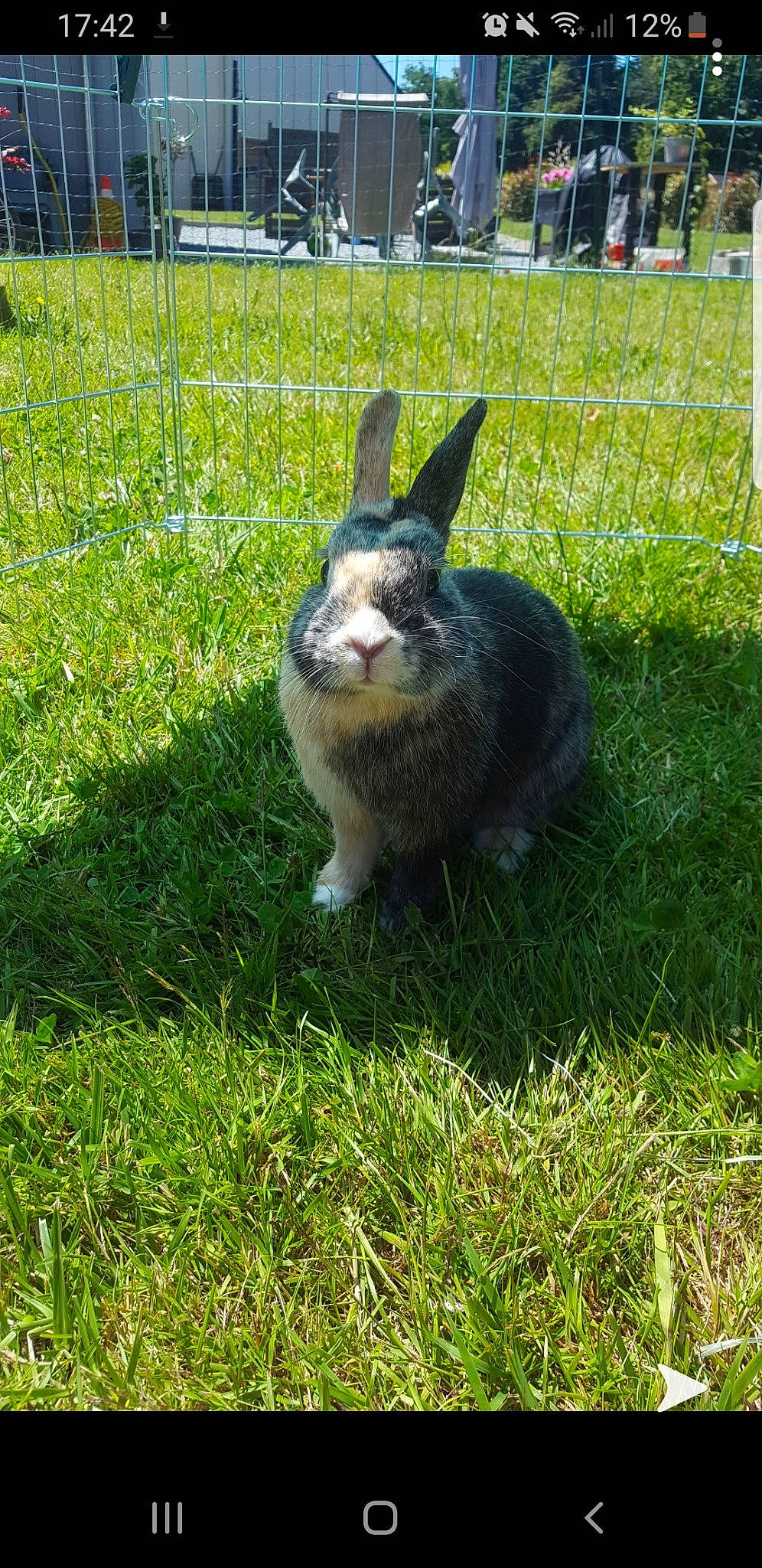 Praline a rejoint le concours — aidez-le/la à gagner de superbes lots ! domestic_rabbit, grass, hare, lawn, plant, rabbit, rabbits_and_hares, tail, wildlife, wood_rabbit