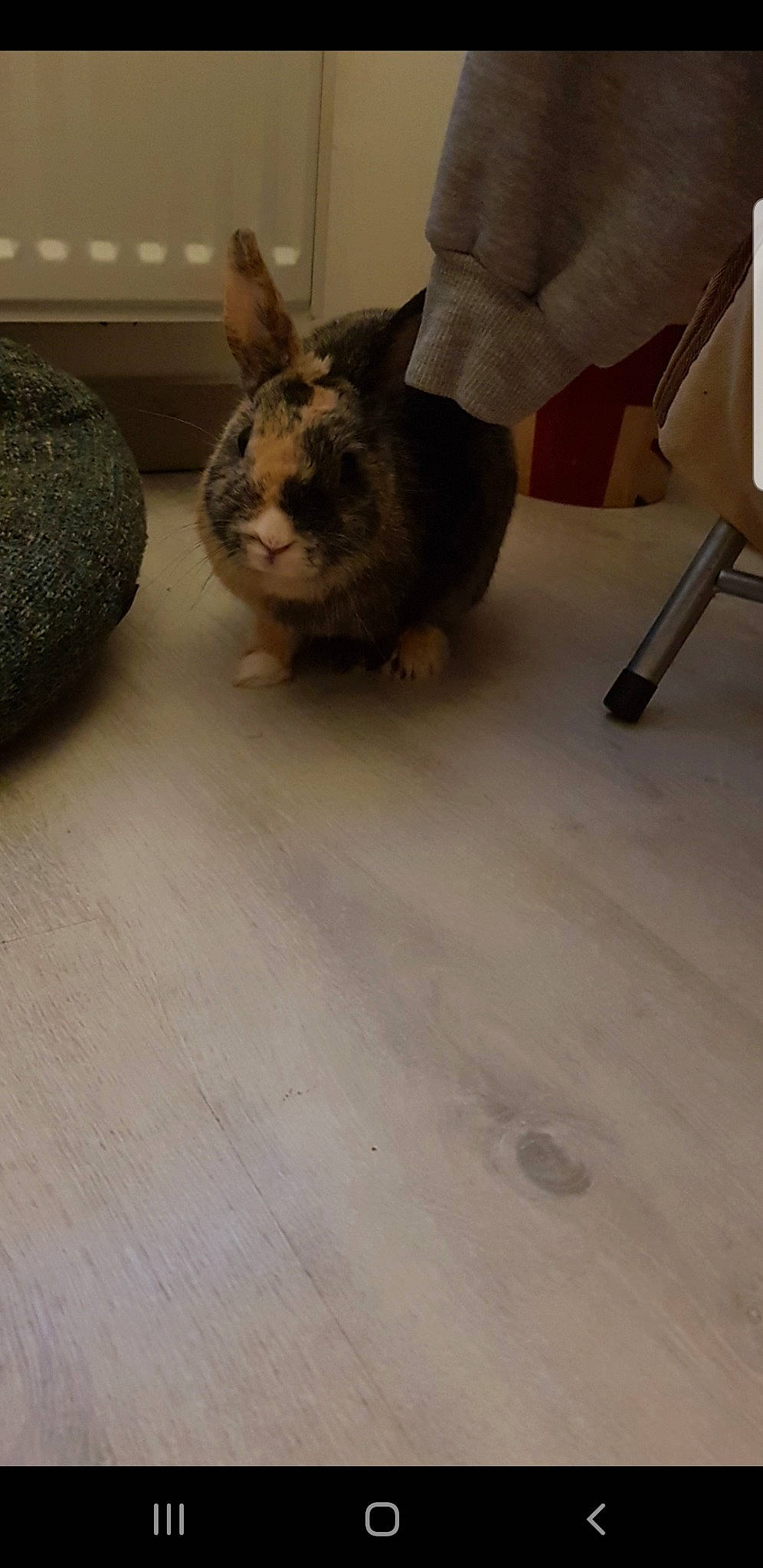 Praline a rejoint le concours — aidez-le/la à gagner de superbes lots ! chinchilla, degu, domestic_rabbit, ear, fawn, floor, flooring, fur, hardwood, rabbit, rabbits_and_hares, skin, snout, tail, tile, whiskers, wood