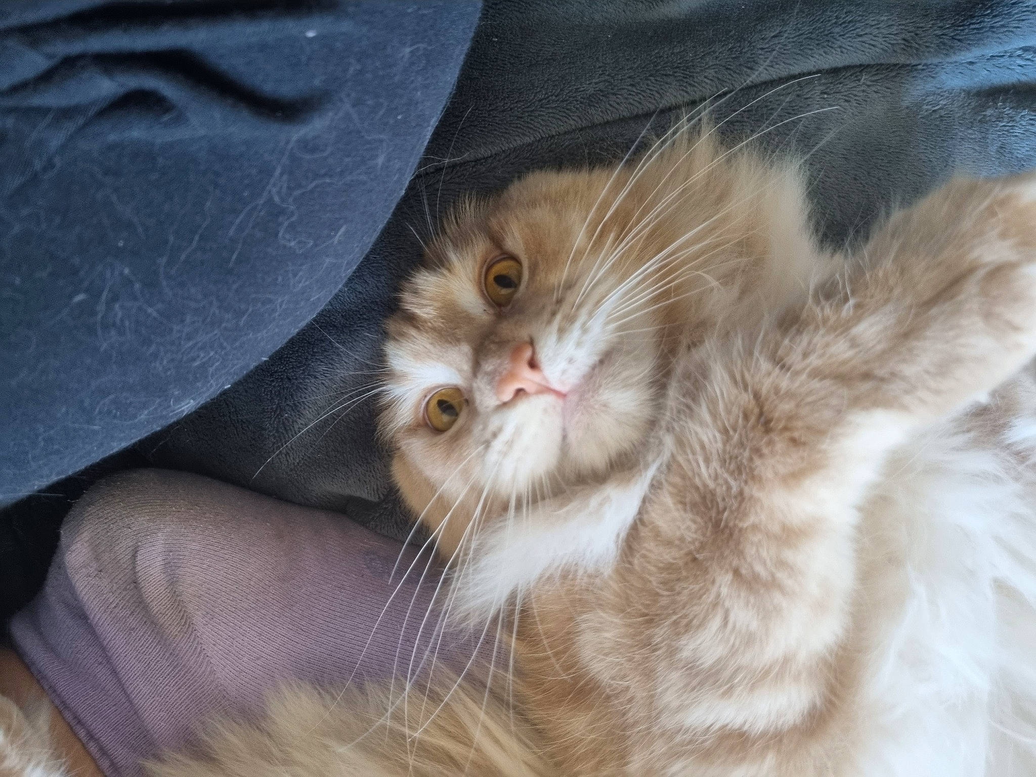 Taïma a rejoint le concours — aidez-le/la à gagner de superbes lots ! carnivore, cat, claw, comfort, denim, domestic_short_haired_cat, fawn, felidae, fur, nap, paw, sleep, small_to_medium_sized_cats, tail, whiskers