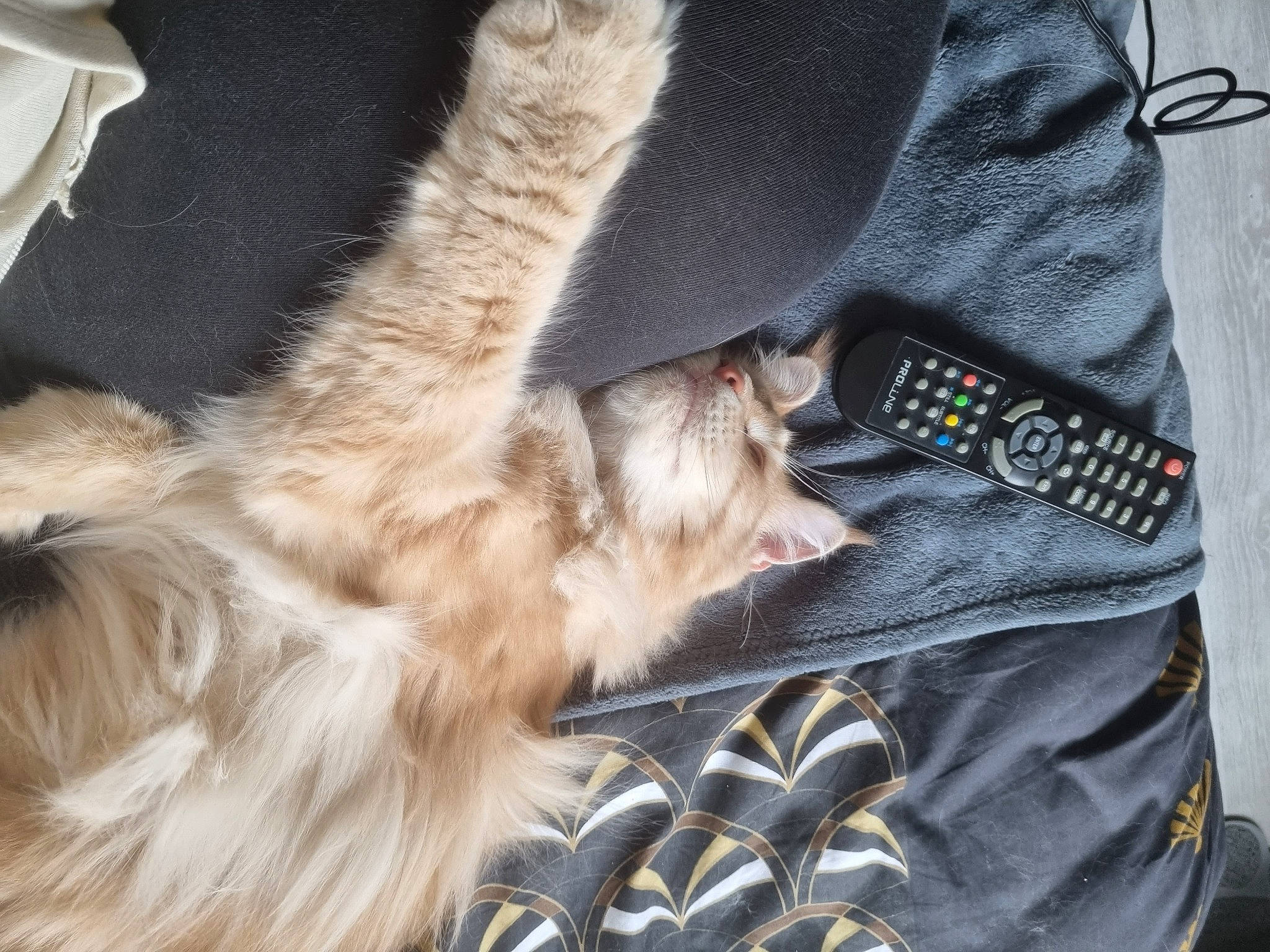 Taïma participe au concours pour gagner de l'argent avec cette photo : bag, baggage, car_seat, carnivore, cat, claw, comfort, companion_dog, denim, dog_breed, domestic_short_haired_cat, fashion_accessory, felidae, fur, lap, nap, paw, small_to_medium_sized_cats, tail, whiskers