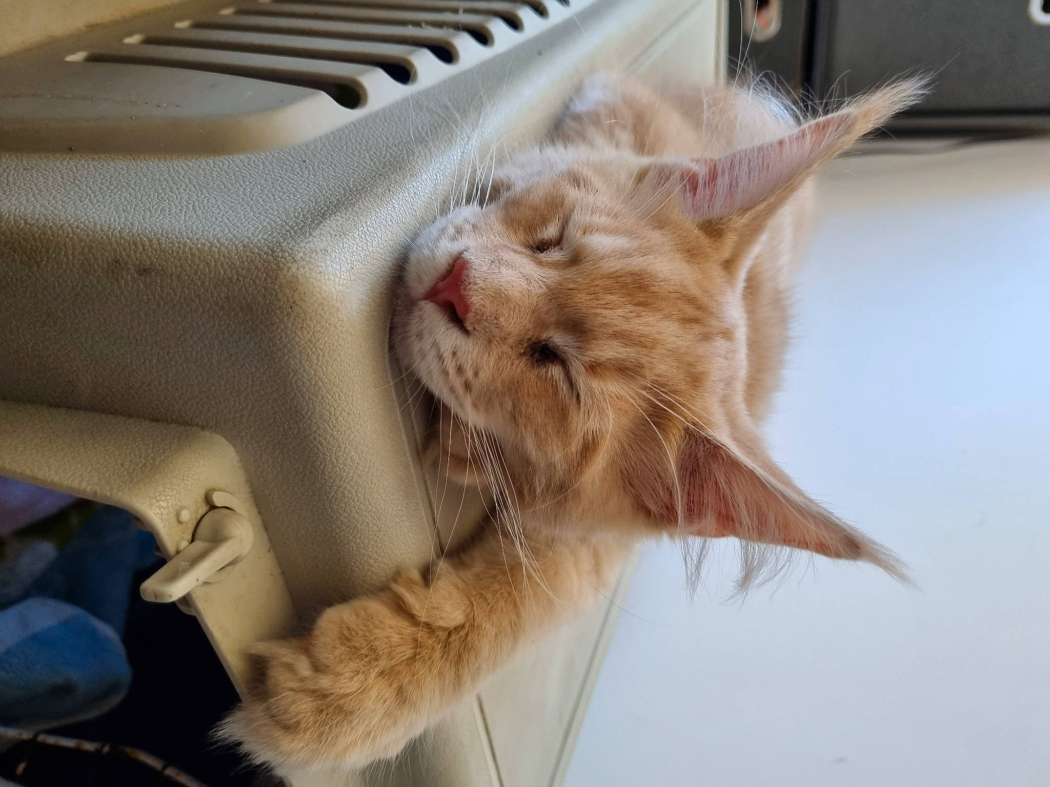 Taïma participe au concours pour gagner de l'argent avec cette photo : carnivore, cat, claw, comfort, domestic_short_haired_cat, fawn, felidae, fur, paw, small_to_medium_sized_cats, snout, whiskers