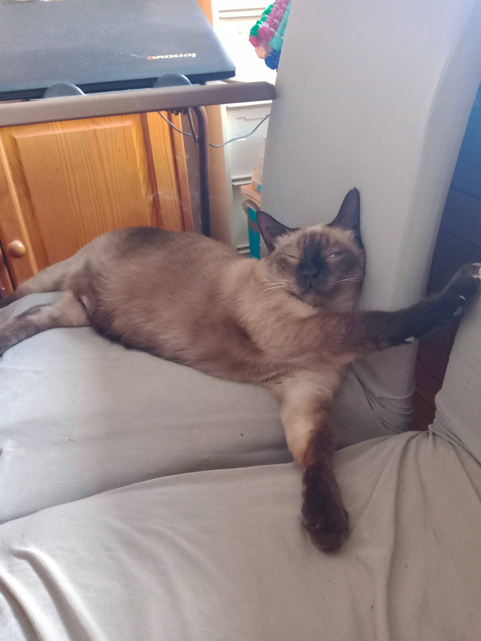 Ben a rejoint le concours — aidez-le/la à gagner de superbes lots ! balinese, bed, birman, carnivore, cat, chair, comfort, domestic_short_haired_cat, fawn, felidae, fur, hardwood, linens, nap, room, siamese, small_to_medium_sized_cats, tail, thai, whiskers