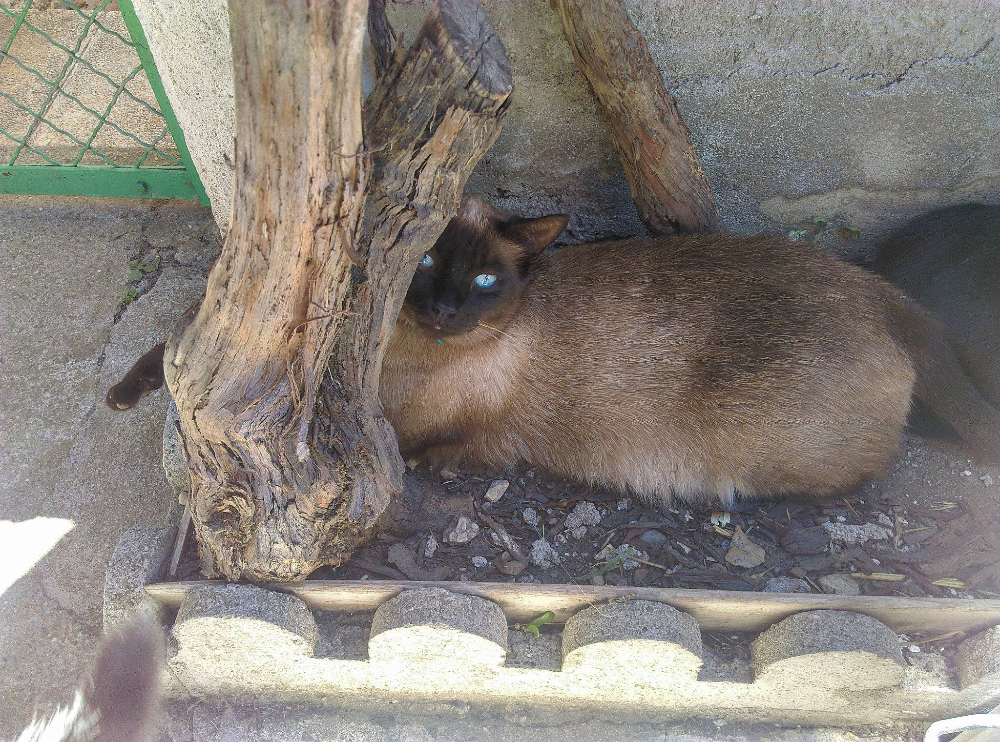 Ben participe au concours pour gagner de l'argent avec cette photo : fawn, fur, groundcover, marsupial, mouse, muroidea, rodent, snout, tail, terrestrial_animal, trunk, whiskers, wildlife, wood