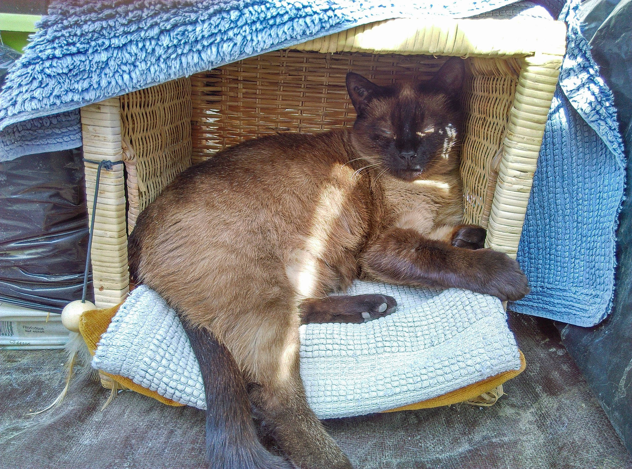 Ben a rejoint le concours — aidez-le/la à gagner de superbes lots ! balinese, carnivore, cat, cat_supply, claw, comfort, domestic_short_haired_cat, fawn, felidae, fur, havana_brown, pet_supply, siamese, sitting, small_to_medium_sized_cats, snout, tail, thai, tonkinese, whiskers