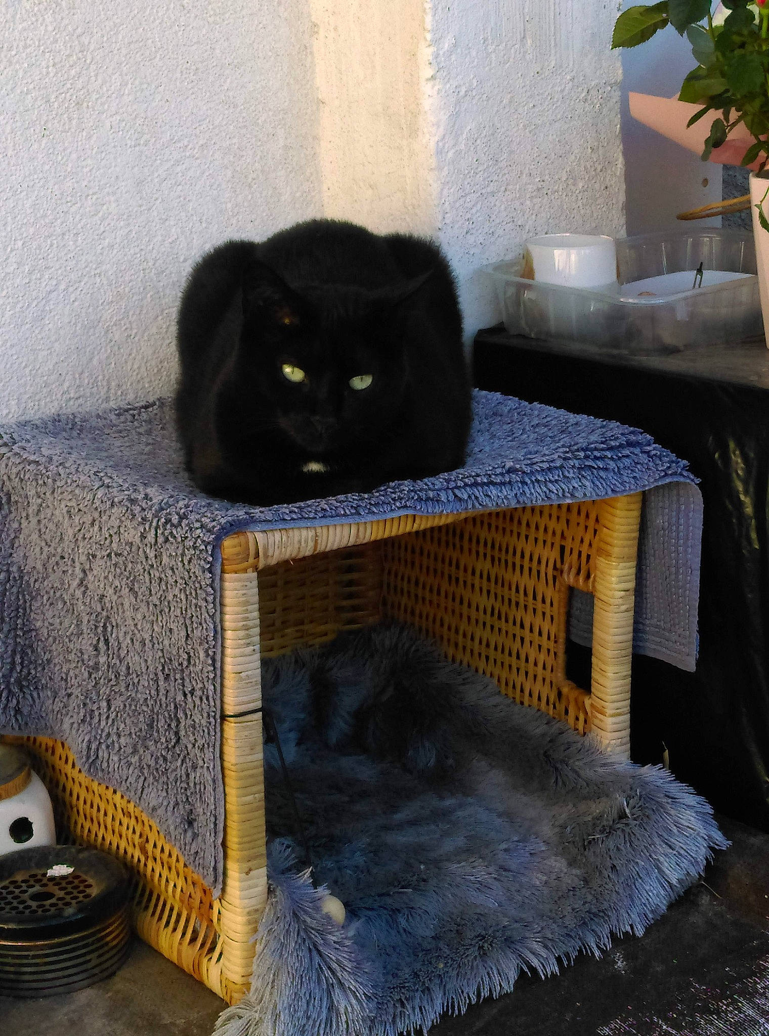 Lola a rejoint le concours — aidez-le/la à gagner de superbes lots ! bombay, carnivore, cat, comfort, domestic_short_haired_cat, electric_blue, felidae, flowerpot, fur, furniture, grass, grey, houseplant, outdoor_furniture, plant, rectangle, small_to_medium_sized_cats, tail, whiskers, wood