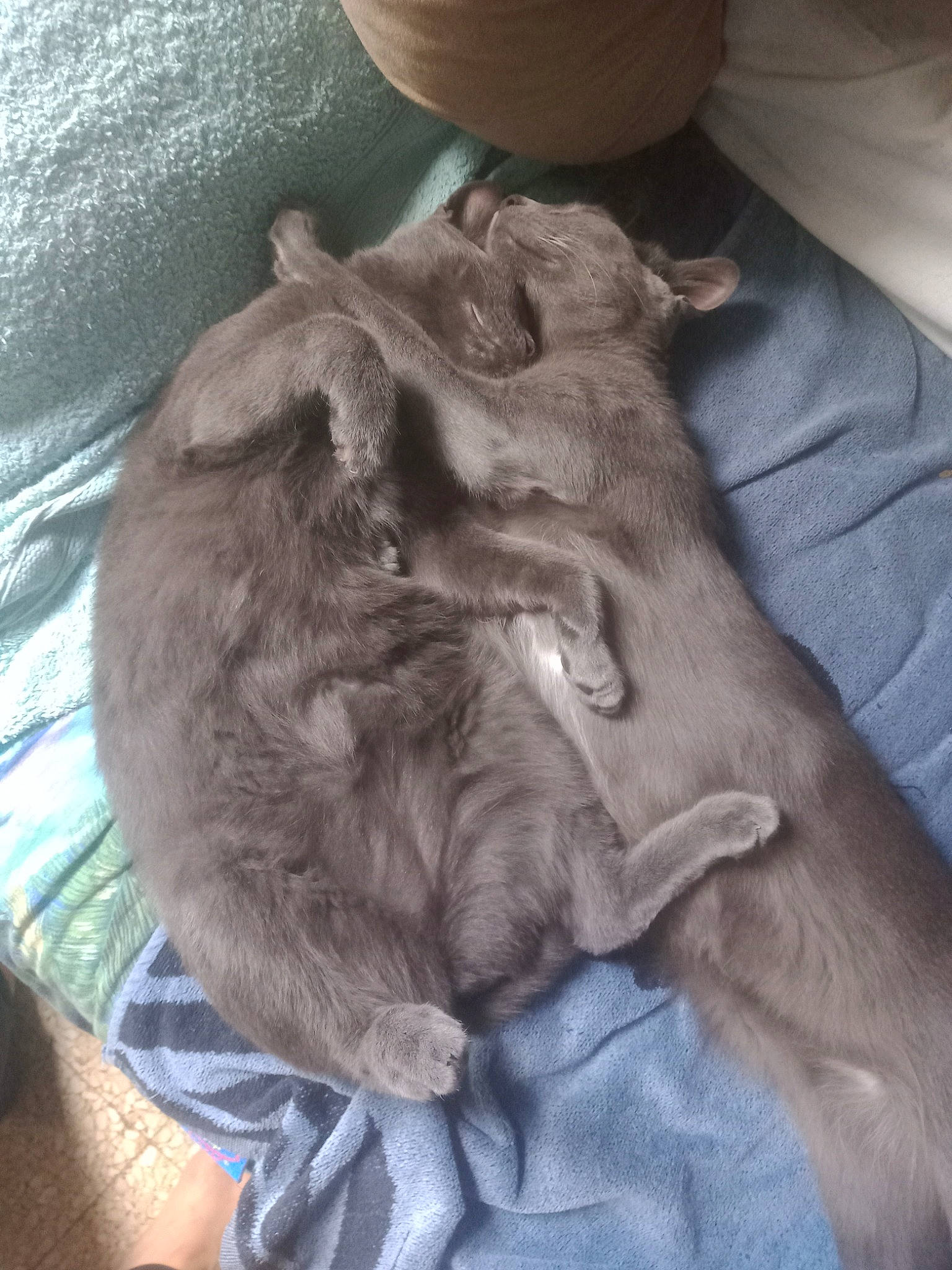 Satine Et Merlin a rejoint le concours — aidez-le/la à gagner de superbes lots ! canidae, carnivore, comfort, companion_dog, dog, dog_breed, domestic_short_haired_cat, ear, felidae, fur, gesture, guard_dog, liver, paw, pointing_breed, retriever, small_to_medium_sized_cats, sporting_group, whiskers, working_animal