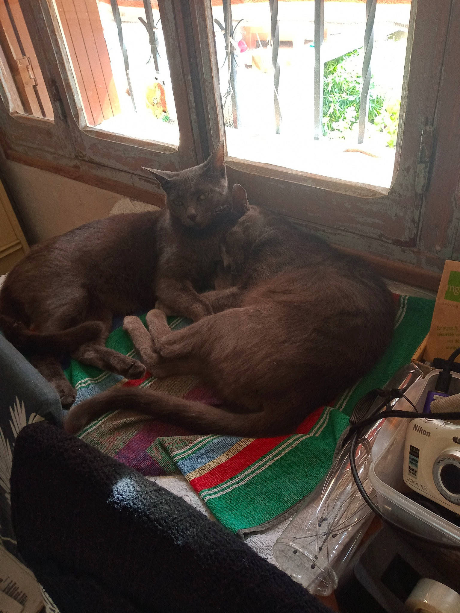 Satine Et Merlin participe au concours pour gagner de l'argent avec cette photo : auto_part, car_seat, carnivore, comfort, companion_dog, dog, dog_breed, family_car, fawn, house, motor_vehicle, plant, room, sporting_group, steering_wheel, vehicle, vehicle_door, window, windshield, wood