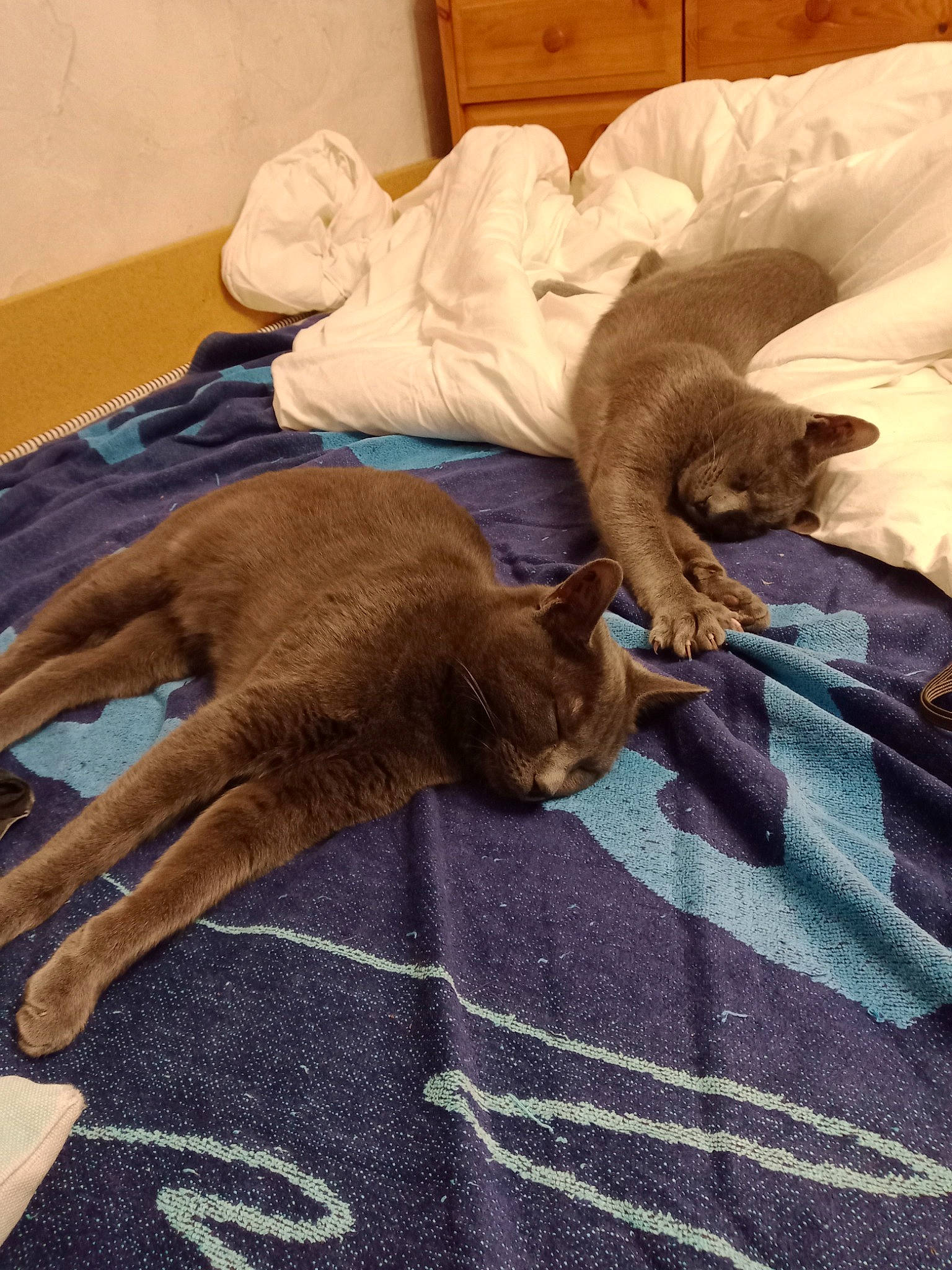 Satine Et Merlin a rejoint le concours — aidez-le/la à gagner de superbes lots ! bed, bed_sheet, bedding, brown, carnivore, cat, comfort, domestic_short_haired_cat, fawn, felidae, flooring, fur, hardwood, linens, nap, room, small_to_medium_sized_cats, tail, whiskers, wood