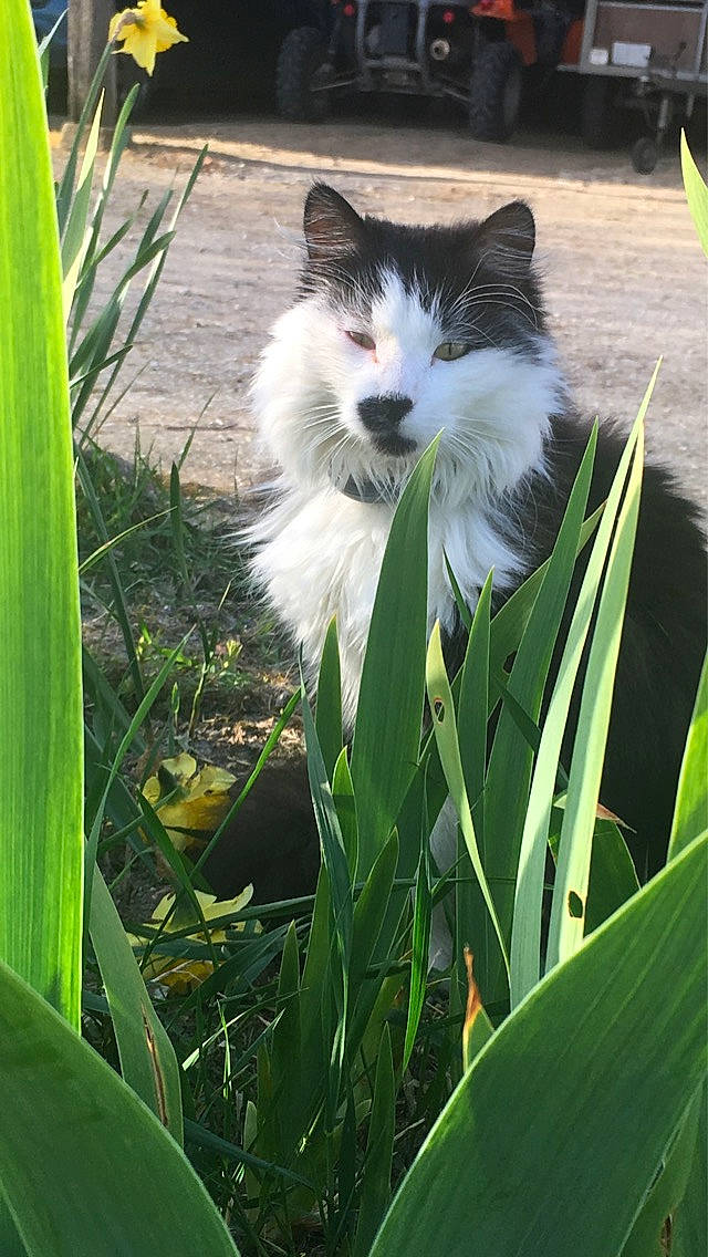 Olya a rejoint le concours — aidez-le/la à gagner de superbes lots ! arecales, botany, carnivore, cat, felidae, flowering_plant, fur, grass, grass_family, green, herbaceous_plant, plant, plant_stem, sitting, small_to_medium_sized_cats, tail, terrestrial_animal, terrestrial_plant, tree, whiskers