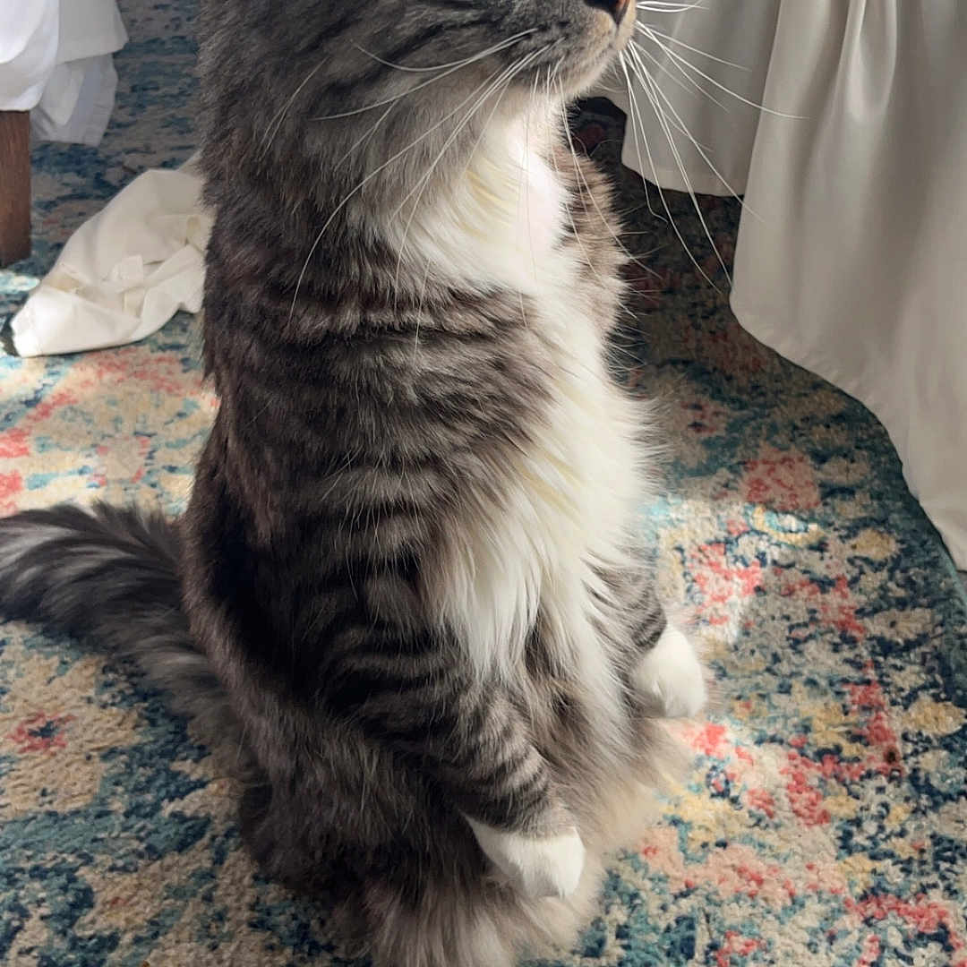 Keekat is registered to the contest to win money with this photo: animal, attention, bed, carpet, cat, cozy, domestic, feline, fluffy, fur, green_eyes, indoor, looking_sideways, patterned_rug, pet, sitting, soft_light, tabby, whiskers, white_bedspread