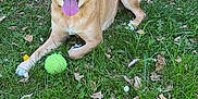 Bella participe au concours pour gagner de l'argent avec cette photo : dog, grass, tennis_ball, flower, leafy_bush, fence, outdoor, happy, pet, canine, tongue_out, playful, nature, sunlight, greenery, smiling_dog, summer, animal, cute, resting