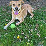 dog, grass, tennis_ball, flower, leafy_bush, fence, outdoor, happy, pet, canine, tongue_out, playful, nature, sunlight, greenery, smiling_dog, summer, animal, cute, resting