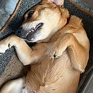 Bella participe au concours pour gagner de l'argent avec cette photo : dog, pet, lying_down, bed, cozy, relaxed, playful, fur, ears, paws, mouth, teeth, indoor, floor, tile, animal, canine, sleeping, resting, cute