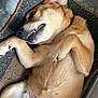 dog, pet, lying_down, bed, cozy, relaxed, playful, fur, ears, paws, mouth, teeth, indoor, floor, tile, animal, canine, sleeping, resting, cute