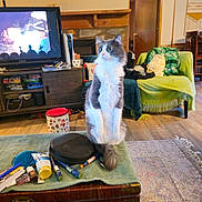 Beavis is registered to the contest to win money with this photo: attention, blanket, cat, couch, cozy, curious, decor, door, feline, furniture, gray_and_white, household_items, indoor, living_room, pet, rug, sitting, television, wicker_chest, wood_floor
