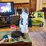 attention, blanket, cat, couch, cozy, curious, decor, door, feline, furniture, gray_and_white, household_items, indoor, living_room, pet, rug, sitting, television, wicker_chest, wood_floor