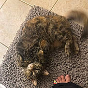 Squeakers Story joined the competition — help win amazing prizes! cat, tabby, rug, floor, tile, pet, animal, playful, curious, whiskers, paw, fur, foot, toes, colorful, indoors, cozy, texture, relaxed, domestic