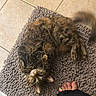 cat, tabby, rug, floor, tile, pet, animal, playful, curious, whiskers, paw, fur, foot, toes, colorful, indoors, cozy, texture, relaxed, domestic