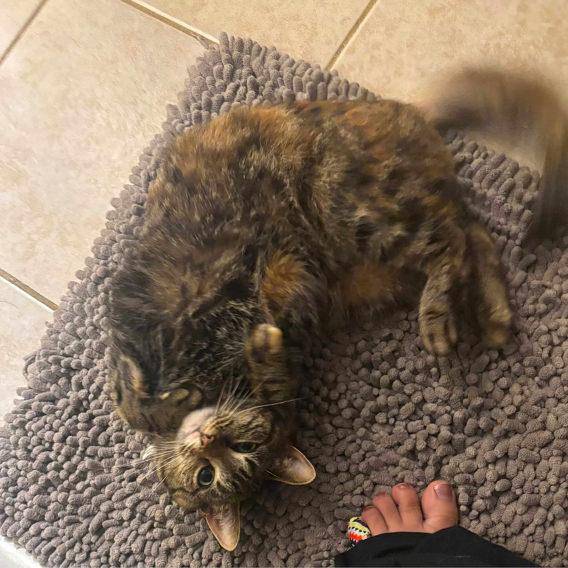 Squeakers Story joined the competition — help win amazing prizes! cat, tabby, rug, floor, tile, pet, animal, playful, curious, whiskers, paw, fur, foot, toes, colorful, indoors, cozy, texture, relaxed, domestic
