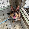 dog, canine, pet, small_dog, wirehaired, brown_fur, black_fur, white_fur, perked_ears, tongue_out, happy, looking_at_camera, collar, leash, wooden_deck, outdoor, porch, railing, portrait, daylight