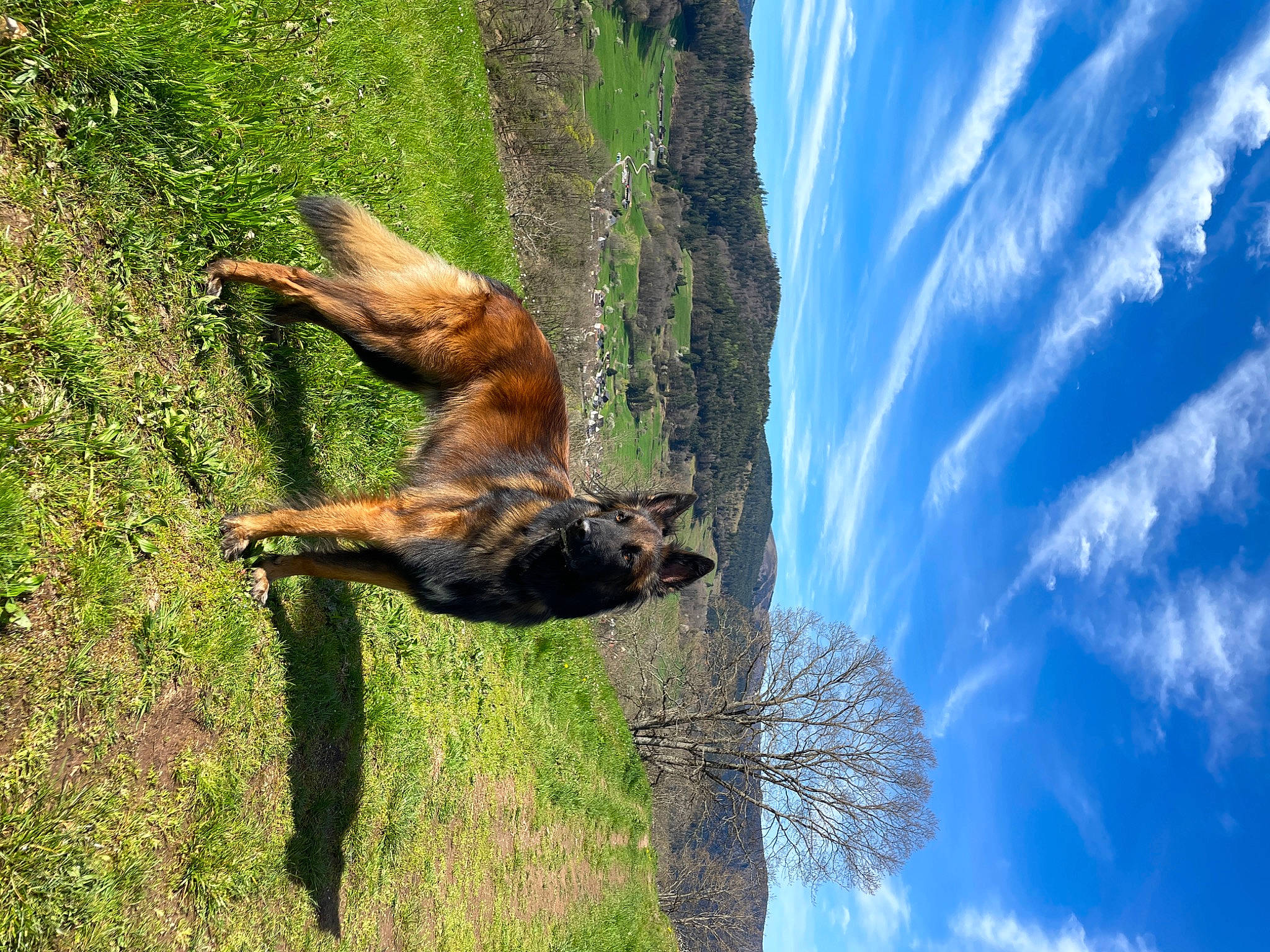 Malcolm a rejoint le concours — aidez-le/la à gagner de superbes lots ! canidae, carnivore, cloud, cumulus, dog, dog_breed, electric_blue, grass, guard_dog, landscape, plant, sky, sporting_group, tail, terrestrial_animal, tree, trunk, water, wildlife, wood