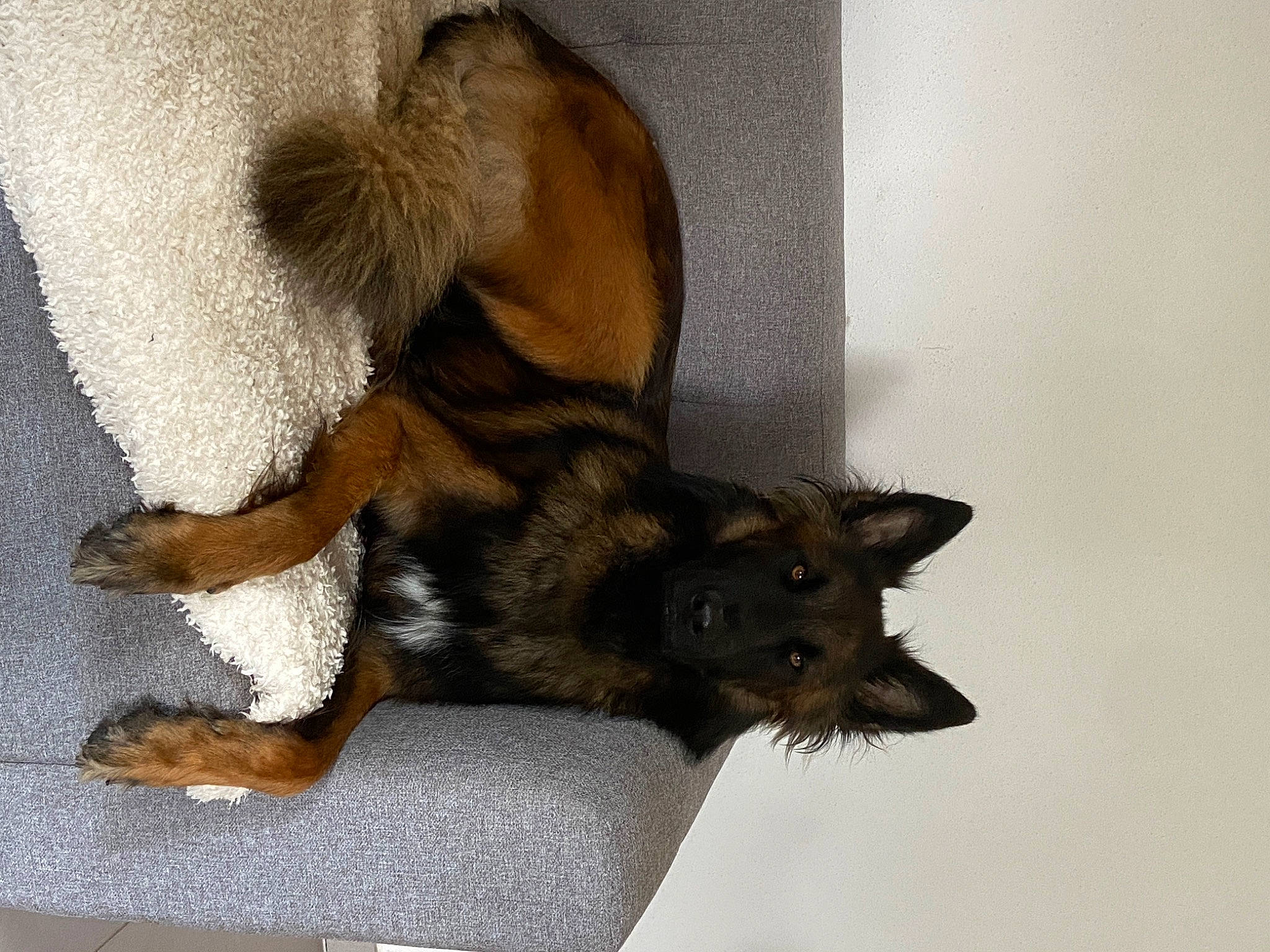 Malcolm participe au concours pour gagner de l'argent avec cette photo : canidae, carnivore, claw, comfort, companion_dog, dog, dog_breed, fawn, felidae, fur, liver, mammal, old_german_shepherd_dog, paw, snout, sporting_group, tail, terrestrial_animal, vertebrate, working_dog