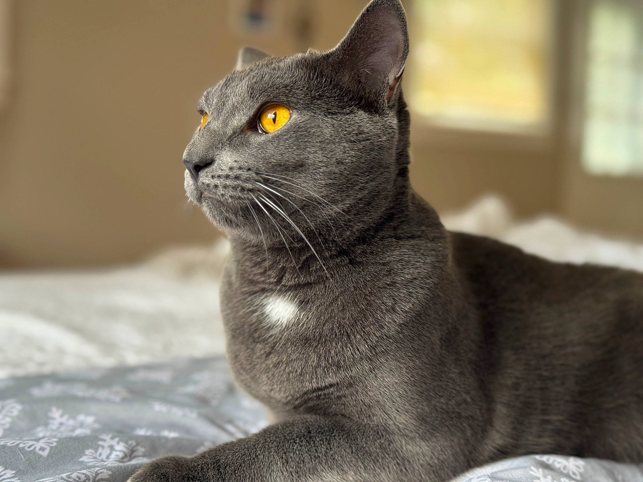 Beans is registered to the contest to win money with this photo: carnivore, cat, domestic_short_haired_cat, felidae, fur, grey, monochrome_photography, russian_blue, small_to_medium_sized_cats, snout, terrestrial_animal, whiskers, wildlife, window