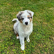 Snow participe au concours pour gagner de l'argent avec cette photo : puppy, dog, grass, outdoor, pet, animal, cute, fluffy, blue_eyes, fur, nature, greenery, young, sitting, adorable, attention, small, canine, backyard, playful