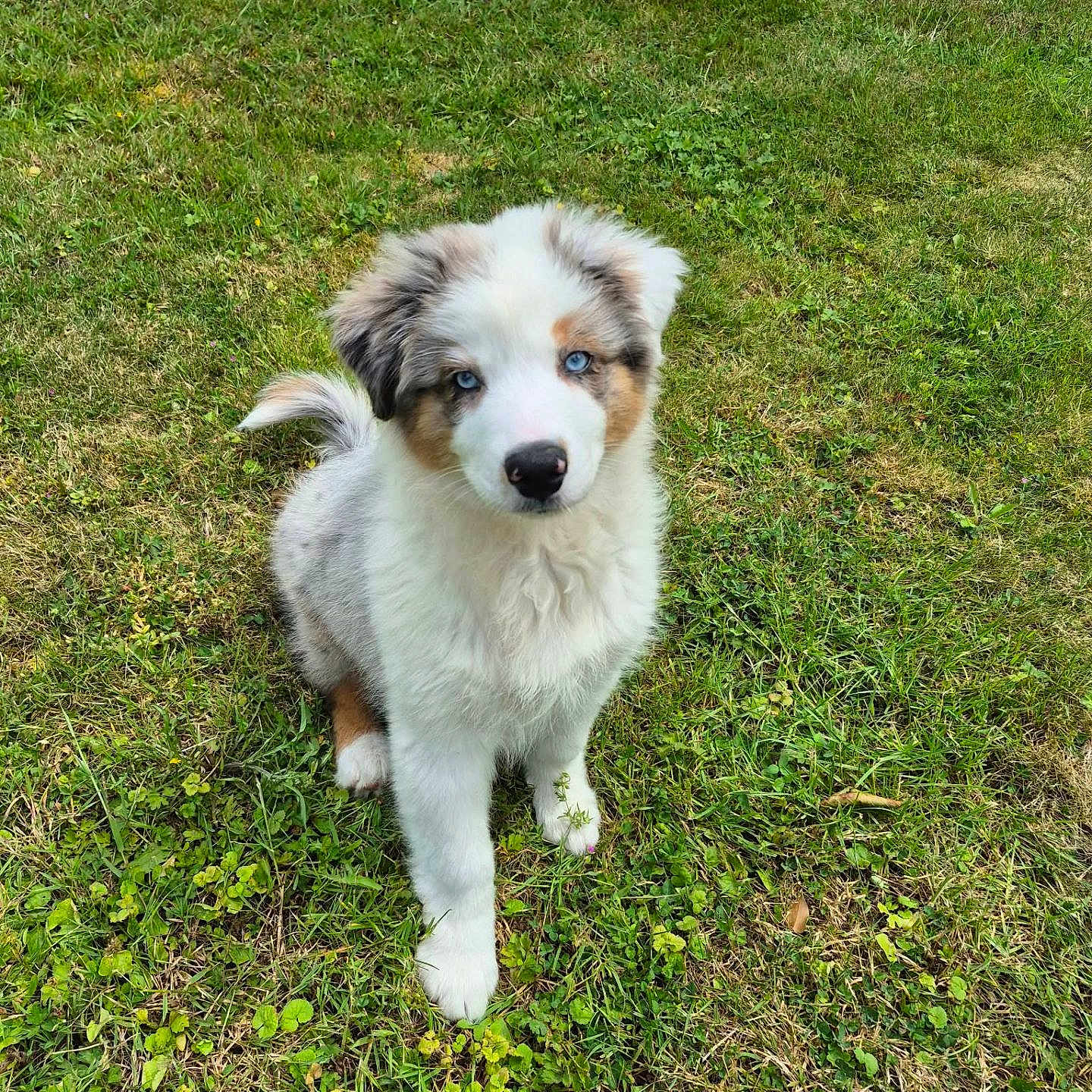 Snow participe au concours pour gagner de l'argent avec cette photo : puppy, dog, grass, outdoor, pet, animal, cute, fluffy, blue_eyes, fur, nature, greenery, young, sitting, adorable, attention, small, canine, backyard, playful