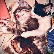 Noseyrosey joined the competition — help win amazing prizes! kitten, cat, sleeping, cuddle, cute, pet, animal, fur, whiskers, tabby, black_and_white, resting, paw, close_up, indoor, soft, adorable, snuggle, companion, cozy