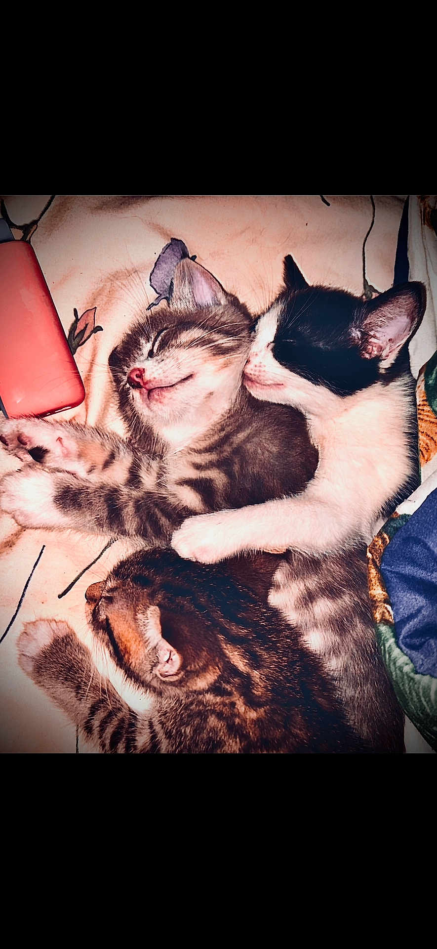 Noseyrosey joined the competition — help win amazing prizes! kitten, cat, sleeping, cuddle, cute, pet, animal, fur, whiskers, tabby, black_and_white, resting, paw, close_up, indoor, soft, adorable, snuggle, companion, cozy