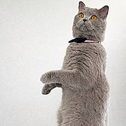 Yummy participe au concours pour gagner de l'argent avec cette photo : cat, feline, gray_cat, standing, upright, portrait, yellow_eyes, whiskers, collar, bow, pet, indoor, minimalist_background, fur, cute, alert, seated, looking_up, closeup, domestic_cat