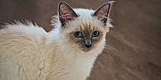 Azure Et Ava participe au concours pour gagner de l'argent avec cette photo : animal, blue_eyes, cat, close_up, cream_color, curious, cute, domestic_cat, ears, feline, fluffy, indoor, long_fur, pet, portrait, soft_light, standing, whiskers, wooden_floor, young_cat