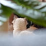 Azure Et Ava a rejoint le concours — aidez-le/la à gagner de superbes lots ! animal, back_view, background, blur, cat, cozy, feline, fluffy, fur, green, home, indoor, leaf, mystery, nature, pet, plant, quiet, soft_focus, still_life