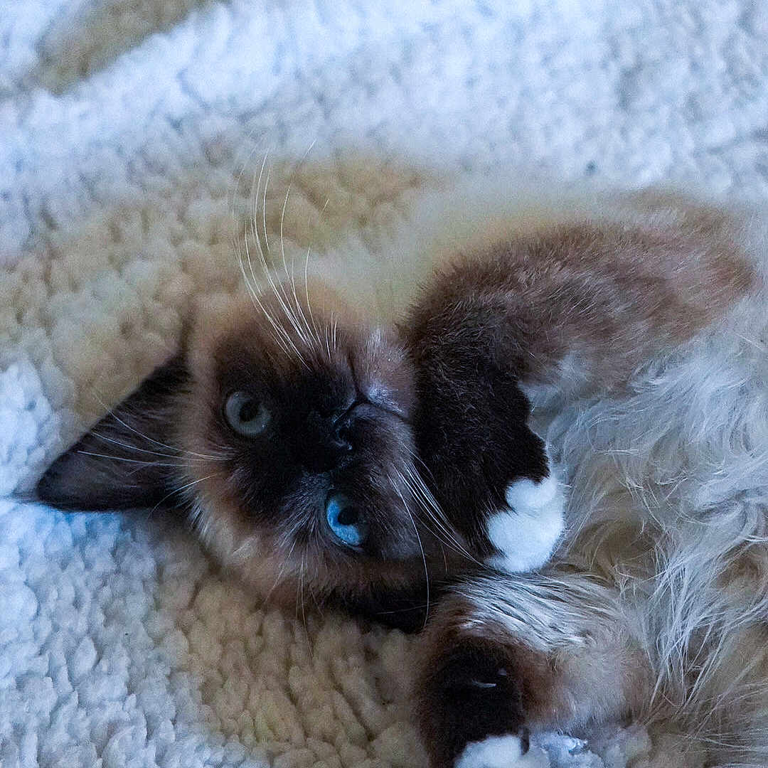 Azure Et Ava participe au concours pour gagner de l'argent avec cette photo : animal, blanket, blue_eyes, cat, closeup, cozy, cute, feline, fluffy, fur, indoor, lying_down, paws, pet, playful, relaxed, resting, siamese_cat, sleepy, whiskers
