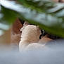 Azure Et Ava participe au concours pour gagner de l'argent avec cette photo : animal, back_view, blur, cat, closeup, cozy, feline, fur, green_leaves, hidden, home, indoor, mystery, nature, pet, plant, quiet, relaxing, soft_focus, white_cat