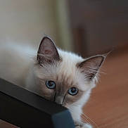 Azure Et Ava a rejoint le concours — aidez-le/la à gagner de superbes lots ! animal, blue_eyes, cat, close_up, curious, cute, domestic_cat, fluffy, furniture_leg, indoor, kitten, looking, paw, pet, playful, small, soft_fur, whiskers, wooden_floor, young_cat