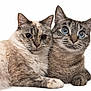 Snow Et Sweety a rejoint le concours — aidez-le/la à gagner de superbes lots ! cat, feline, pets, animal, cute, fur, whiskers, closeup, companions, snuggling, portrait, indoor, two_cats, tabby, blue_eyes, fluffy, laying_down, domestic_cat, friendship, white_background