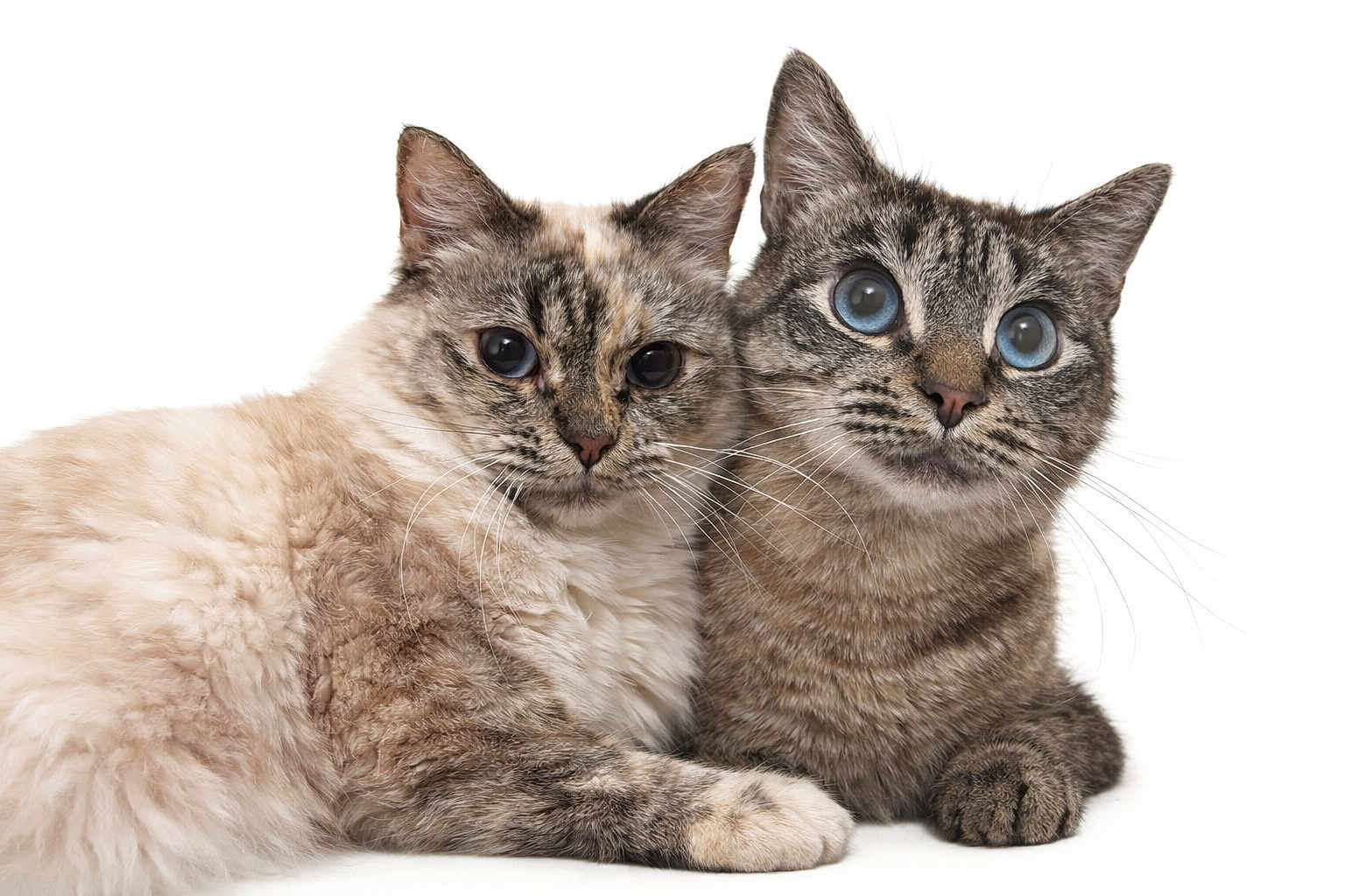 Snow Et Sweety a rejoint le concours — aidez-le/la à gagner de superbes lots ! cat, feline, pets, animal, cute, fur, whiskers, closeup, companions, snuggling, portrait, indoor, two_cats, tabby, blue_eyes, fluffy, laying_down, domestic_cat, friendship, white_background