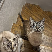 Snow Et Sweety participe au concours pour gagner de l'argent avec cette photo : cat, cats, stairs, wooden_floor, curious, pets, feline, animal, whiskers, indoor, looking_up, two_animals, tabby, domestic_cat, companions, cute, fur, ears, tail, playful