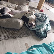 Khalessi is registered to the contest to win money with this photo: dog, black_and_white_dog, blanket, pet_bed, rug, hardwood_floor, toy, cozy, playful, upside_down, tongue_out, collar, living_room, paw, napping, domestic_animal, comfy, portrait, home, relaxed