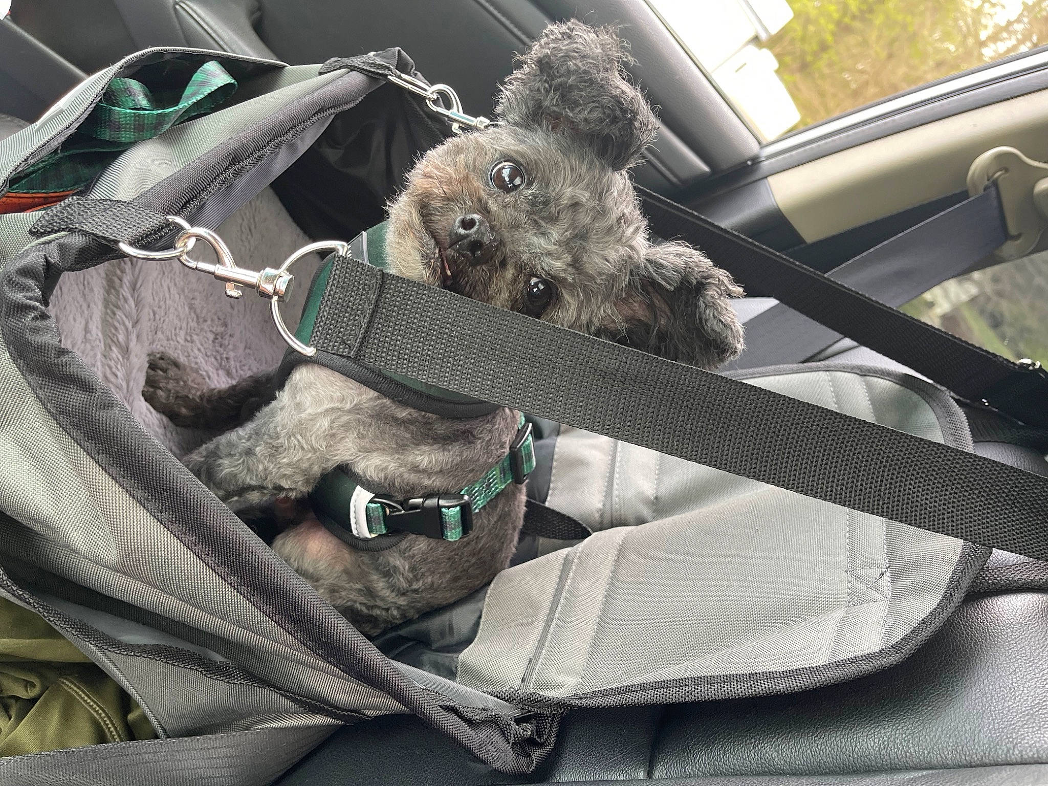 Miller is registered to the contest to win money with this photo: auto_part, automotive_exterior, automotive_window_part, bag, car, car_seat, car_seat_cover, carnivore, collar, companion_dog, dog, dog_breed, grey, luggage_and_bags, motor_vehicle, seat_belt, steering_wheel, vehicle, vehicle_door, windshield