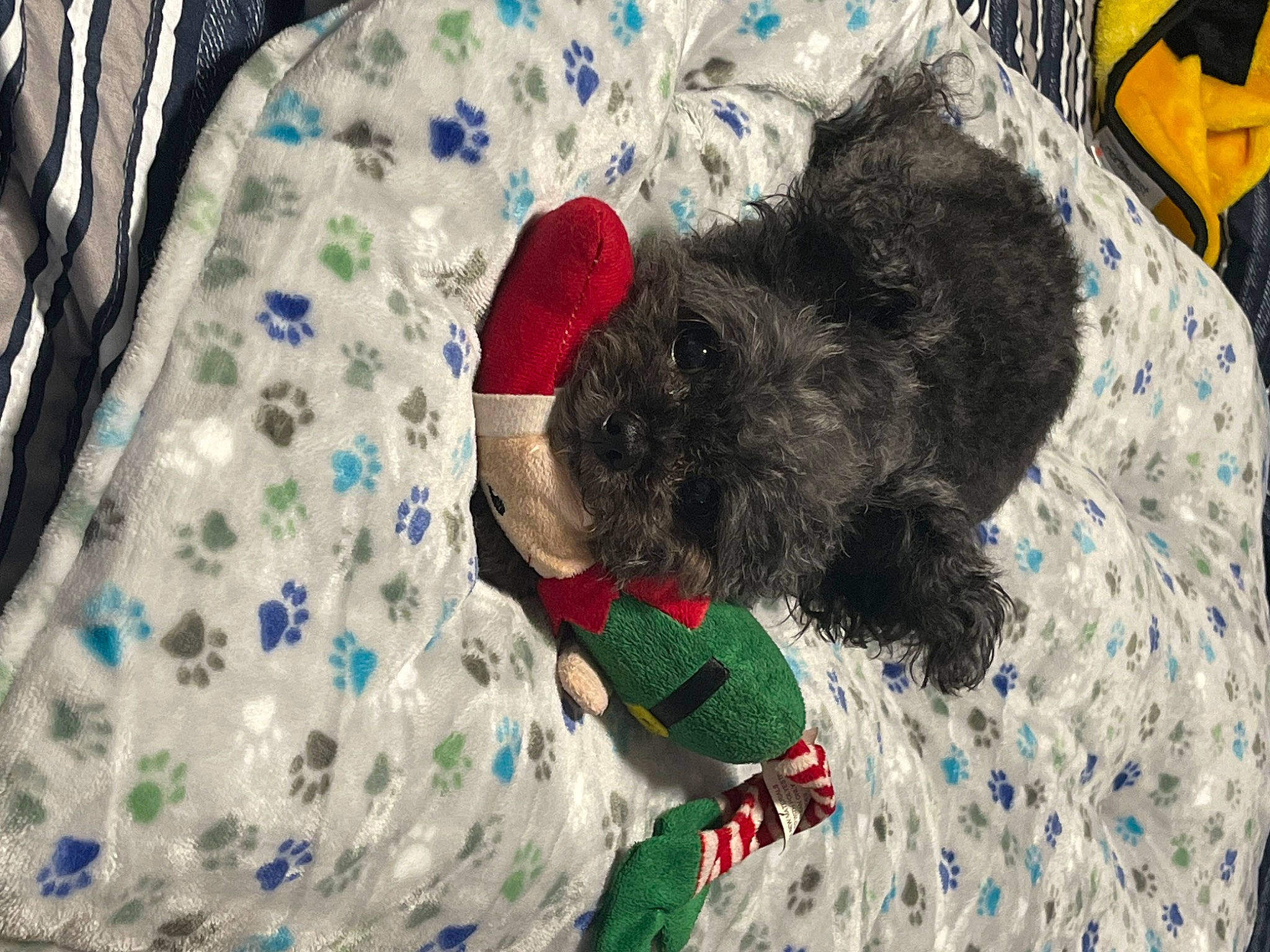 Miller joined the competition — help win amazing prizes! carnivore, comfort, companion_dog, dog, dog_breed, dog_supply, fur, linens, nap, pattern, paw, pet_supply, stuffed_toy, terrestrial_animal, terrier, textile, toy, toy_dog, wool, working_animal