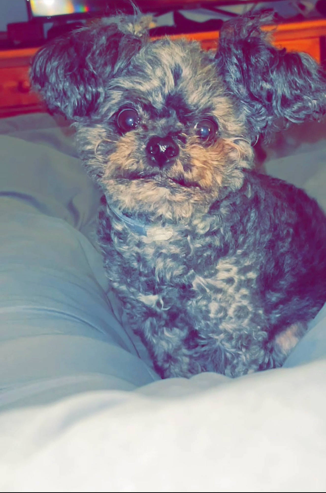 Miller is registered to the contest to win money with this photo: canidae, carnivore, companion_dog, dog, dog_breed, dog_supply, fur, liver, maltepoo, non_sporting_group, pet_supply, puppy, puppy_love, small_terrier, sporting_group, terrier, toy_dog, water_dog, working_animal, yorkipoo