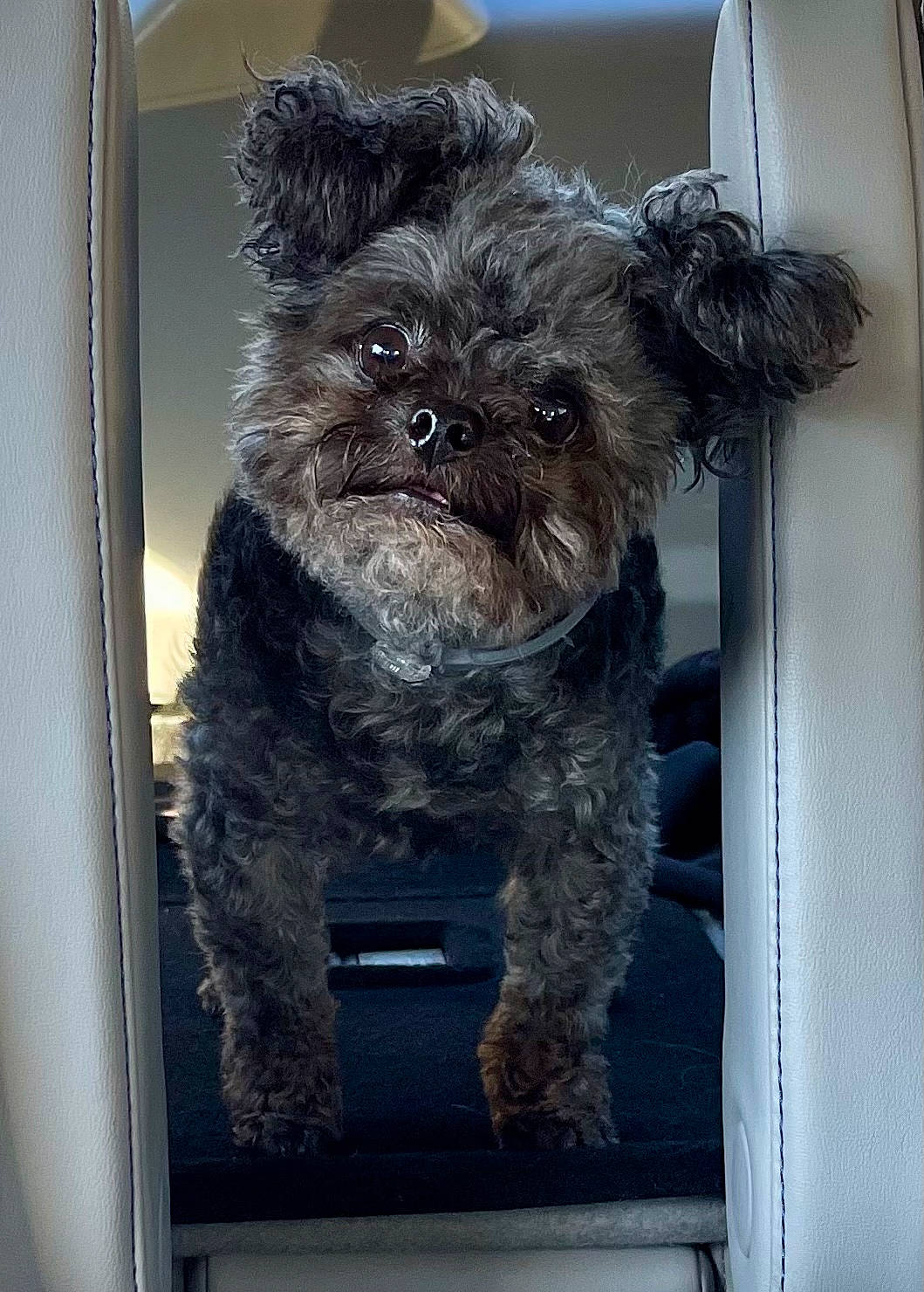 Miller is registered to the contest to win money with this photo: canidae, carnivore, collar, companion_dog, dog, dog_breed, dog_collar, dog_supply, fawn, fur, liver, pet_supply, small_terrier, snout, sporting_group, terrestrial_animal, terrier, toy_dog, water_dog, working_animal