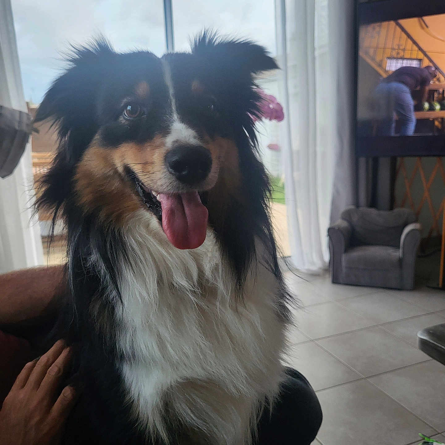 Schott participe au concours pour gagner de l'argent avec cette photo : adult, animal, architecture, building, canine, computerhardware, couch, dog, electronics, furniture, hardware, indoors, livingroom, male, man, monitor, pet, room, screen, tv