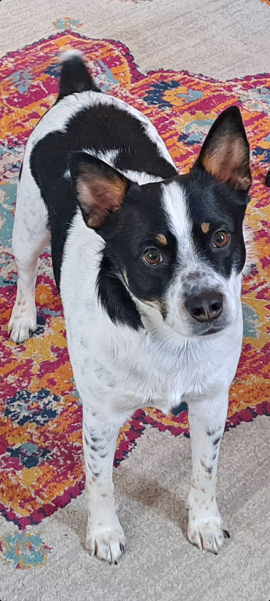 Luca joined the competition — help win amazing prizes! art, carnivore, collar, companion_dog, creative_arts, dog, dog_breed, door, flooring, pattern, snout, tail, whiskers, working_animal