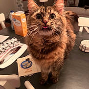 Ruth is registered to the contest to win money with this photo: cat, tabby, tongue_out, curious, indoor, table, papers, box, chair, furniture, curtains, warm_lighting, blurred_background, pet, animal, fluffy, whiskers, close_up, domestic_cat, cute