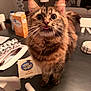 cat, tabby, tongue_out, curious, indoor, table, papers, box, chair, furniture, curtains, warm_lighting, blurred_background, pet, animal, fluffy, whiskers, close_up, domestic_cat, cute